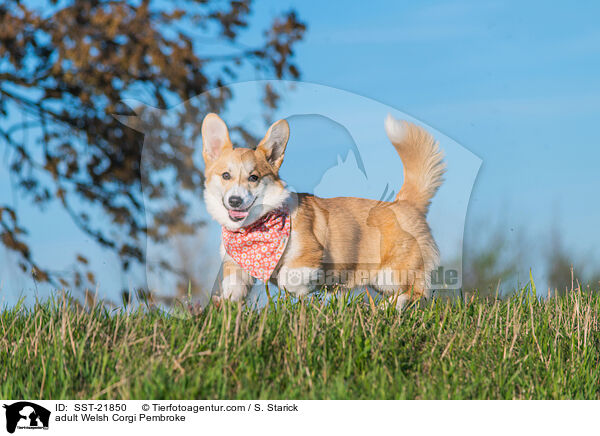 erwachsener Welsh Corgi Pembroke / adult Welsh Corgi Pembroke / SST-21850