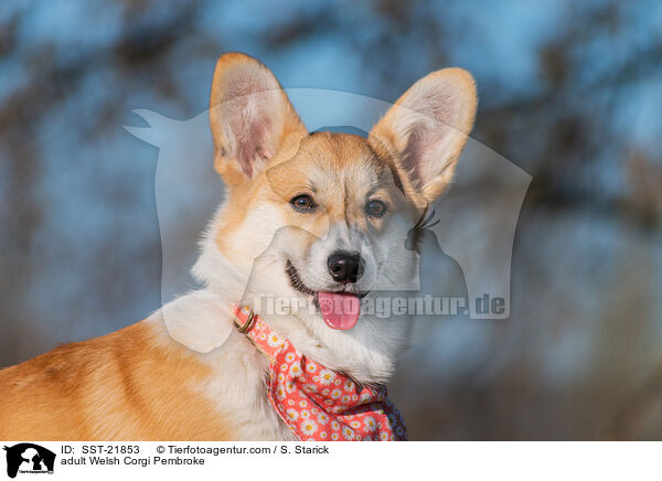 adult Welsh Corgi Pembroke / SST-21853