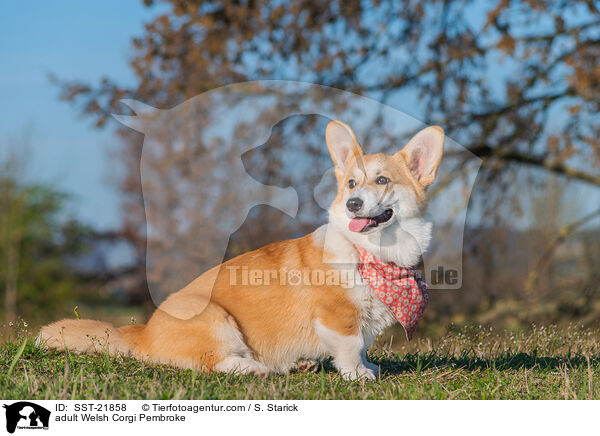 adult Welsh Corgi Pembroke / SST-21858