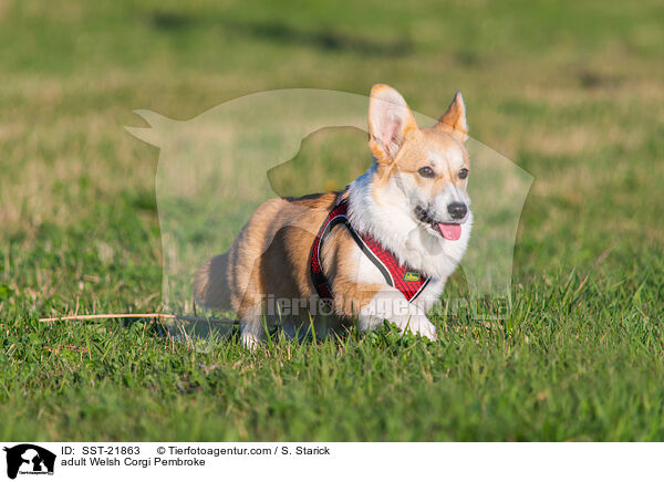 adult Welsh Corgi Pembroke / SST-21863