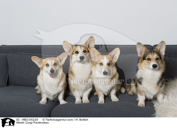 Welsh Corgi Pembrokes / Welsh Corgi Pembrokes / HBO-05229