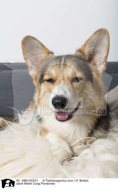 adult Welsh Corgi Pembroke / HBO-05241