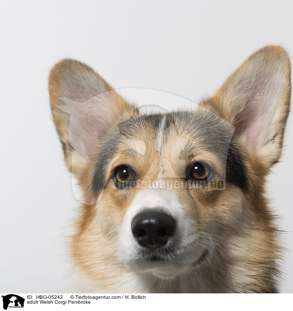adult Welsh Corgi Pembroke / HBO-05242