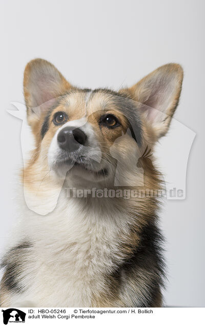 adult Welsh Corgi Pembroke / HBO-05246