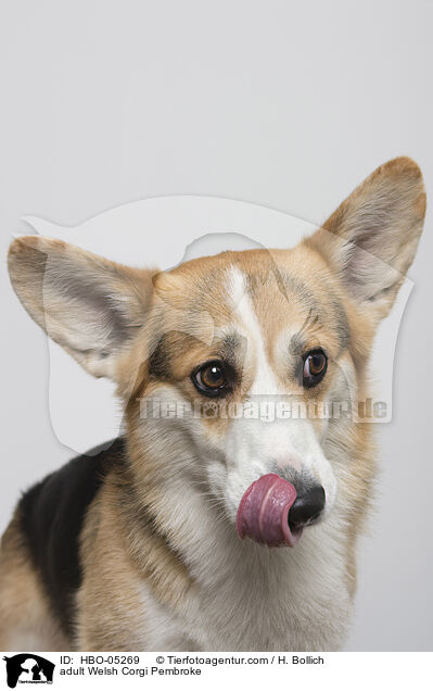 ausgewachsener Welsh Corgi Pembroke / adult Welsh Corgi Pembroke / HBO-05269