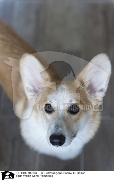 adult Welsh Corgi Pembroke / HBO-05303
