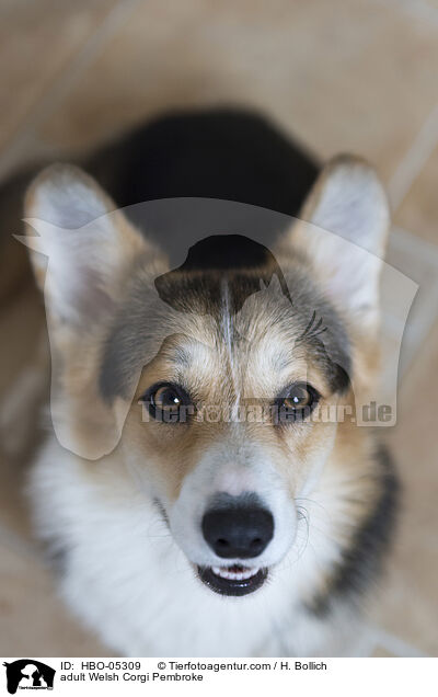 ausgewachsener Welsh Corgi Pembroke / adult Welsh Corgi Pembroke / HBO-05309