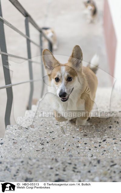 Welsh Corgi Pembrokes / HBO-05313