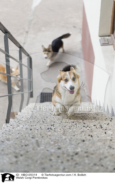 Welsh Corgi Pembrokes / HBO-05314