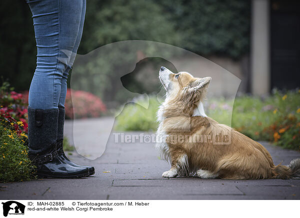 rot-weier Welsh Corgi Pembroke / red-and-white Welsh Corgi Pembroke / MAH-02885