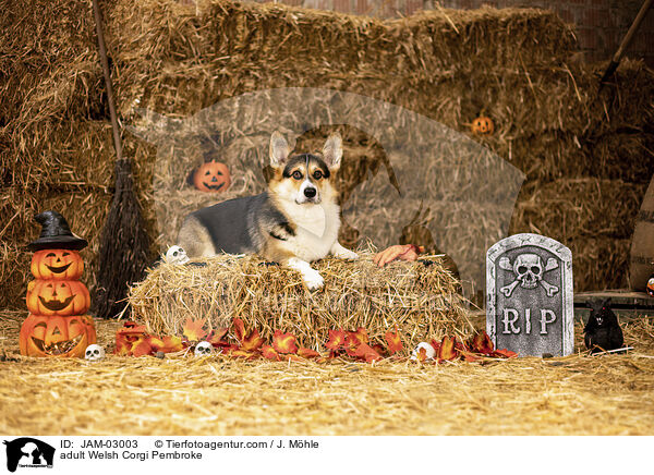 adult Welsh Corgi Pembroke / JAM-03003