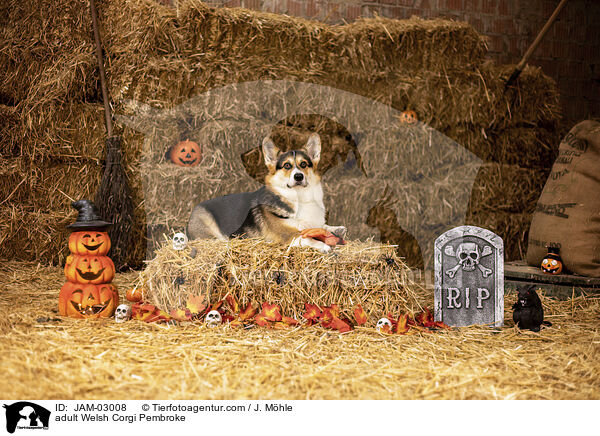 ausgewachsener Welsh Corgi Pembroke / adult Welsh Corgi Pembroke / JAM-03008
