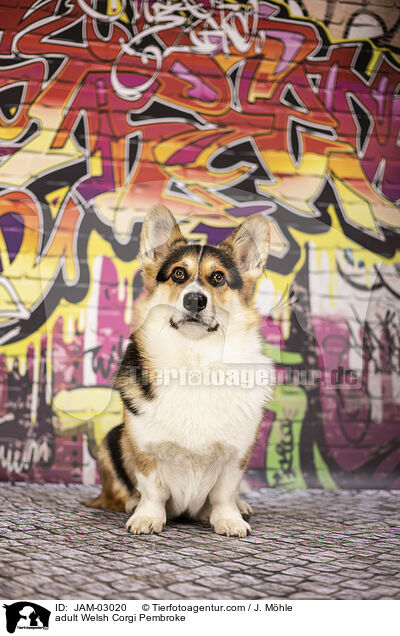 ausgewachsener Welsh Corgi Pembroke / adult Welsh Corgi Pembroke / JAM-03020