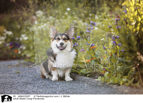 adult Welsh Corgi Pembroke / JAM-03297