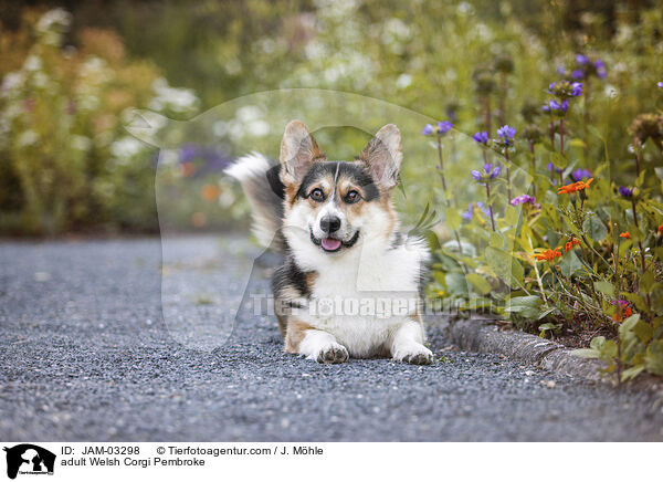 adult Welsh Corgi Pembroke / JAM-03298