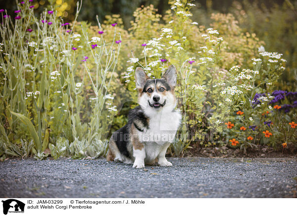 adult Welsh Corgi Pembroke / JAM-03299