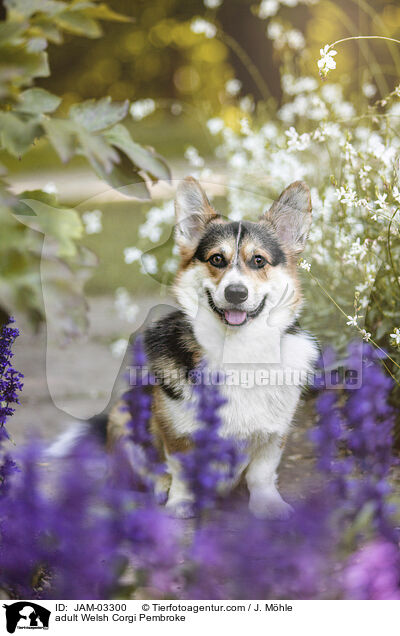 ausgewachsener Welsh Corgi Pembroke / adult Welsh Corgi Pembroke / JAM-03300
