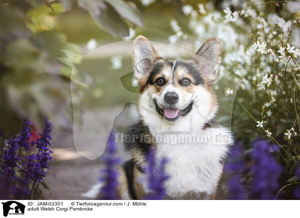 adult Welsh Corgi Pembroke / JAM-03301