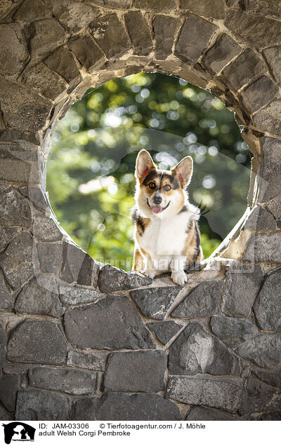 adult Welsh Corgi Pembroke / JAM-03306