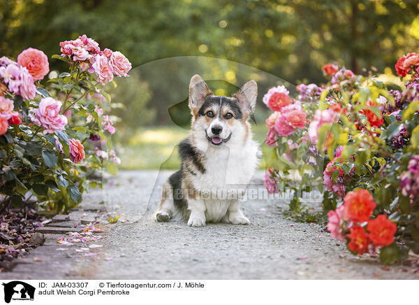 ausgewachsener Welsh Corgi Pembroke / adult Welsh Corgi Pembroke / JAM-03307
