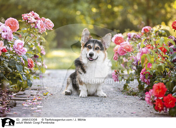 adult Welsh Corgi Pembroke / JAM-03308