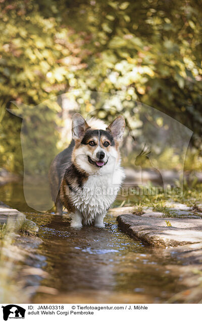 adult Welsh Corgi Pembroke / JAM-03318