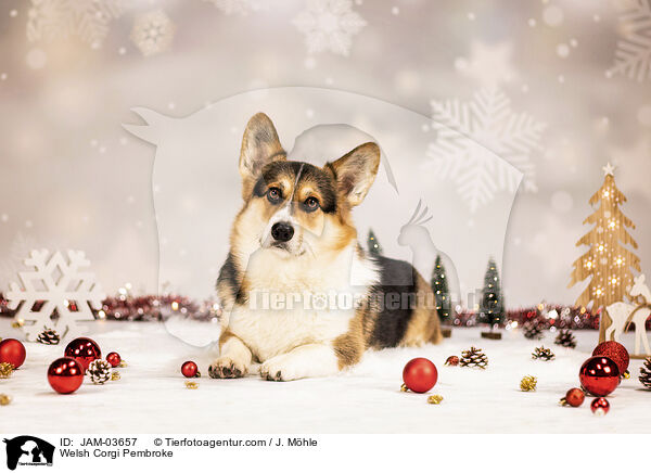 Welsh Corgi Pembroke / Welsh Corgi Pembroke / JAM-03657