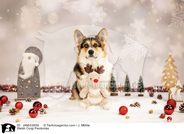 Welsh Corgi Pembroke / Welsh Corgi Pembroke / JAM-03658