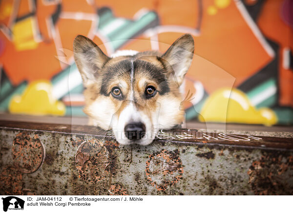 ausgewachsener Welsh Corgi Pembroke / adult Welsh Corgi Pembroke / JAM-04112