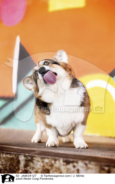 ausgewachsener Welsh Corgi Pembroke / adult Welsh Corgi Pembroke / JAM-04127