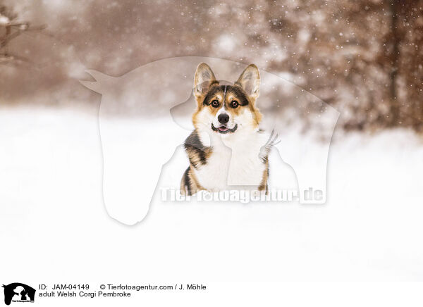adult Welsh Corgi Pembroke / JAM-04149