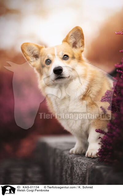 Welsh Corgi Pembroke / KAS-01134