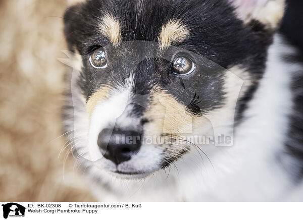 Welsh Corgi Pembroke Welpe / Welsh Corgi Pembroke Puppy / BK-02308