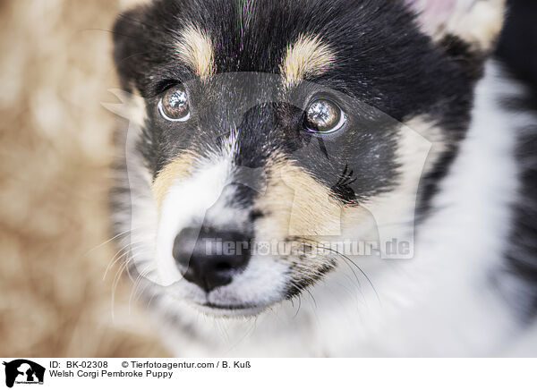 Welsh Corgi Pembroke Puppy / BK-02308