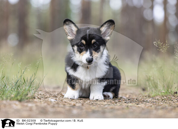 Welsh Corgi Pembroke Puppy / BK-02309