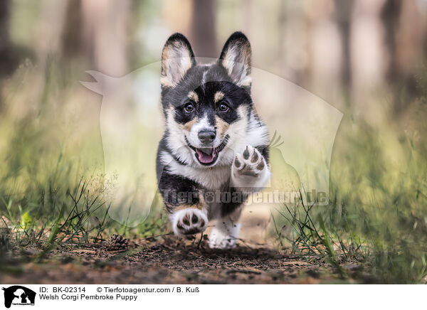 Welsh Corgi Pembroke Welpe / Welsh Corgi Pembroke Puppy / BK-02314