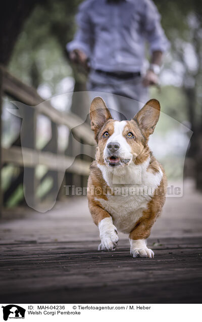 Welsh Corgi Pembroke / Welsh Corgi Pembroke / MAH-04236