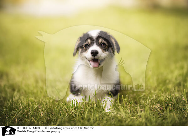 Welsh Corgi Pembroke puppy / KAS-01463