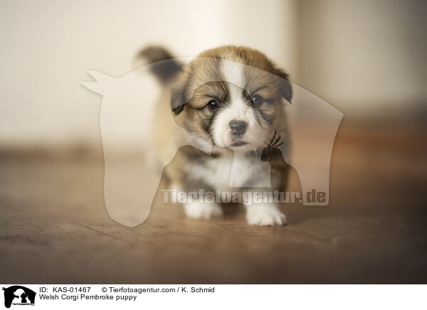 Welsh Corgi Pembroke puppy / KAS-01467