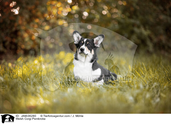 Welsh Corgi Pembroke / JAM-06280