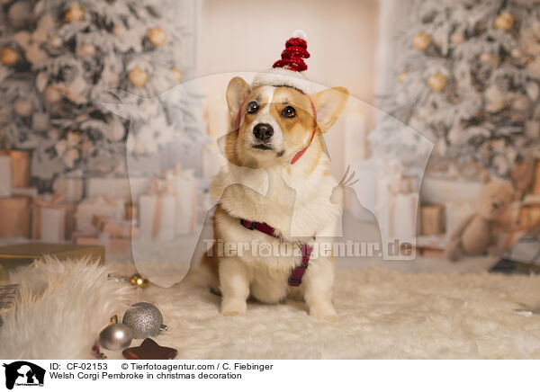 Welsh Corgi Pembroke in Weihnachtsdeko / Welsh Corgi Pembroke in christmas decoration / CF-02153