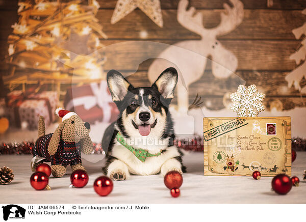 Welsh Corgi Pembroke / Welsh Corgi Pembroke / JAM-06574