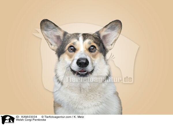 Welsh Corgi Pembroke / Welsh Corgi Pembroke / KAM-03034