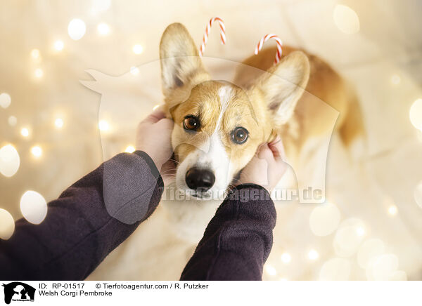 Welsh Corgi Pembroke / Welsh Corgi Pembroke / RP-01517