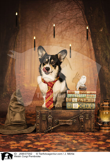 Welsh Corgi Pembroke / Welsh Corgi Pembroke / JAM-07092
