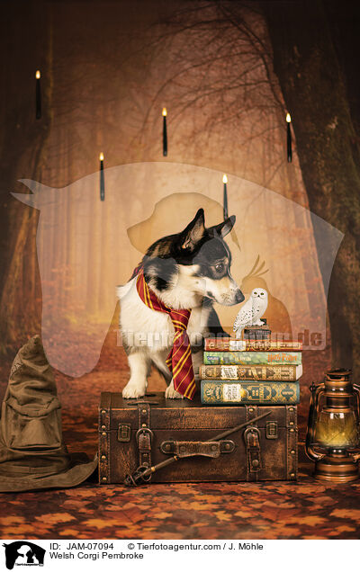 Welsh Corgi Pembroke / Welsh Corgi Pembroke / JAM-07094