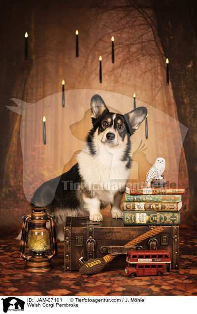 Welsh Corgi Pembroke / Welsh Corgi Pembroke / JAM-07101