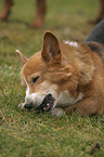 Welsh Corgi Pembroke