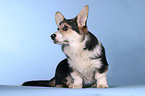 sitting Welsh Corgi Pembroke