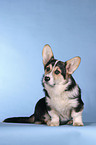 sitting Welsh Corgi Pembroke